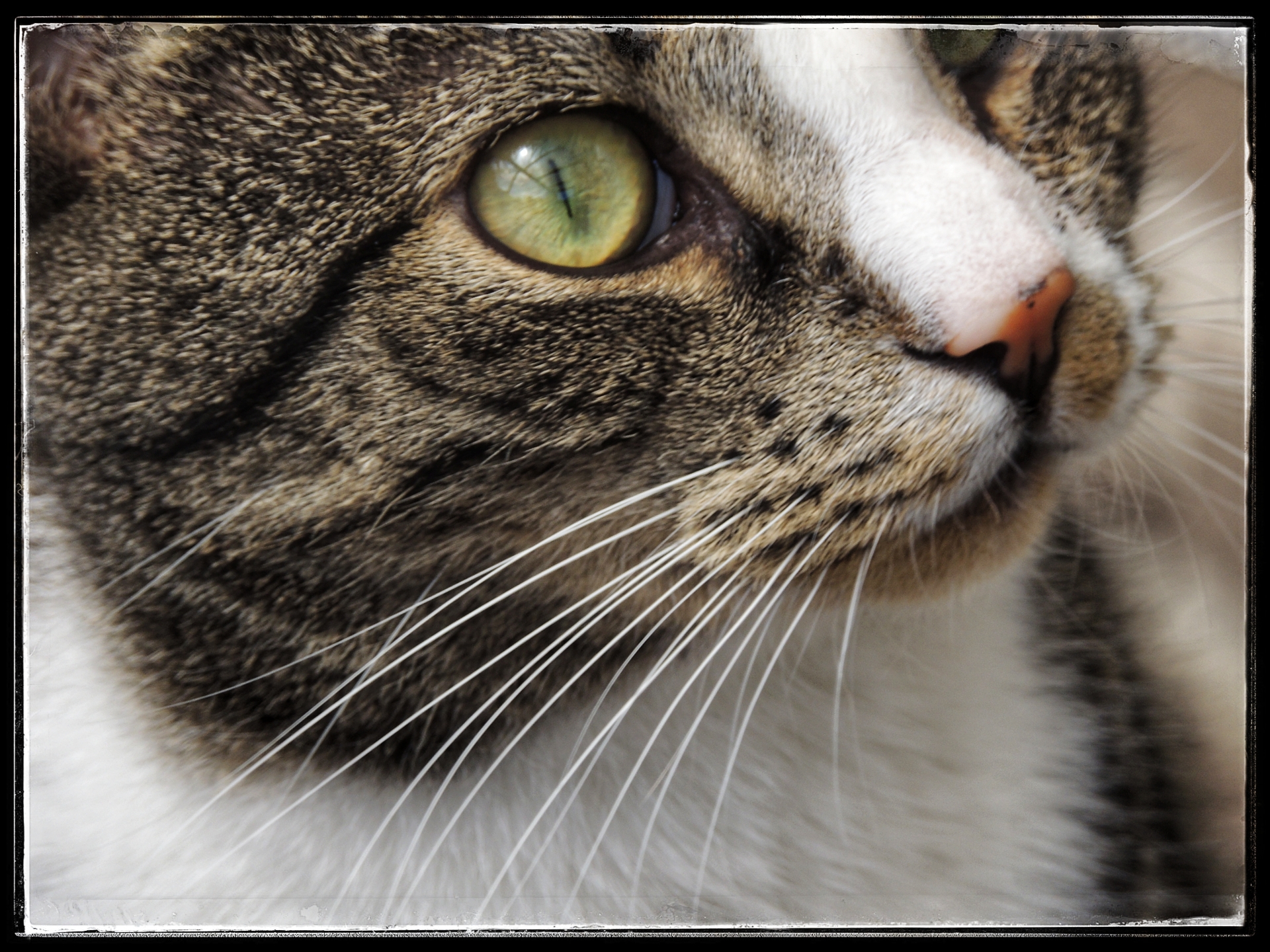 Dag lieve Kater